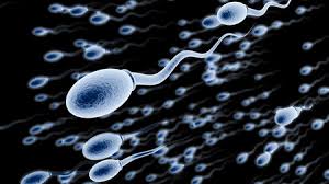 spermatozoïdes : wicbirmingham2018.com